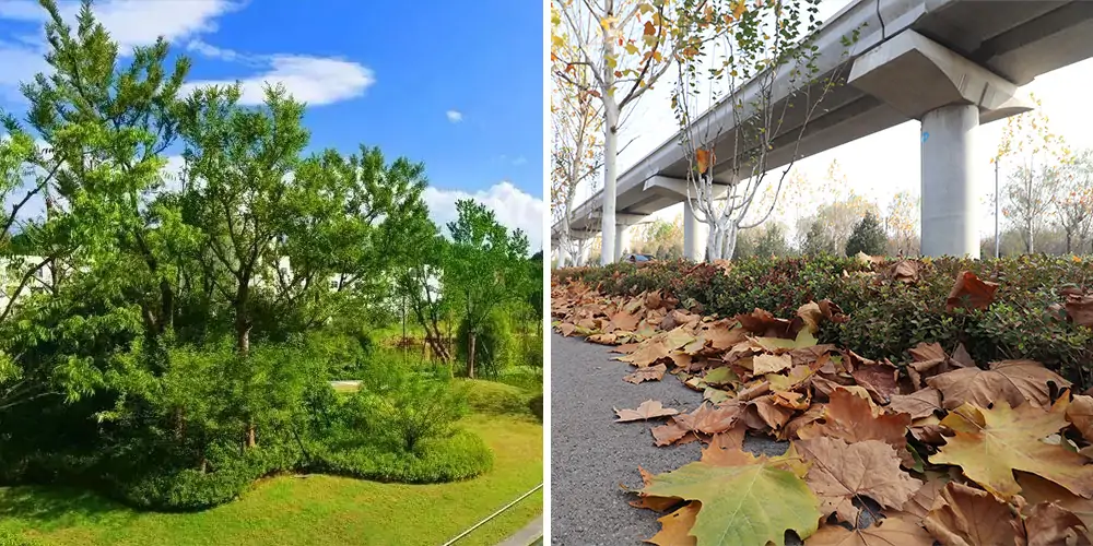 純電動樹葉收集車_多功能樹葉收集車_吸樹葉的機器_掃樹葉神器
內容