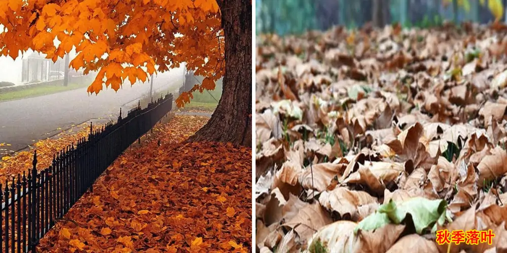 純電動(dòng)樹葉收集車_多功能樹葉收集車_吸樹葉的機(jī)器_掃樹葉神器